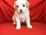Wc Eğitimli-Aşılı Maltipoo Bebekler