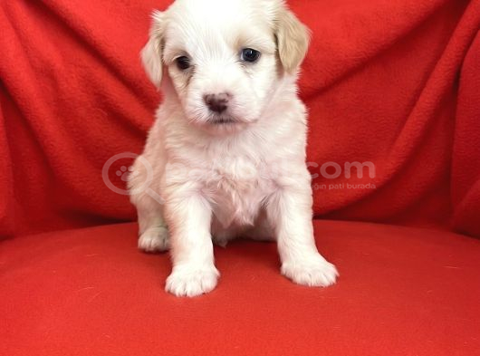 Wc Eğitimli-Aşılı Maltipoo Bebekler görsel