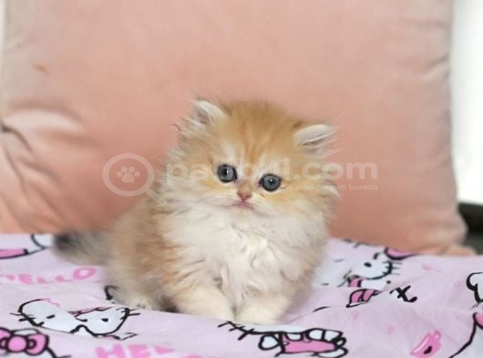 British longhair safkan dişi