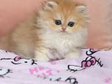 British Longhair Safkan Dişi