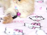 British Longhair Safkan Dişi