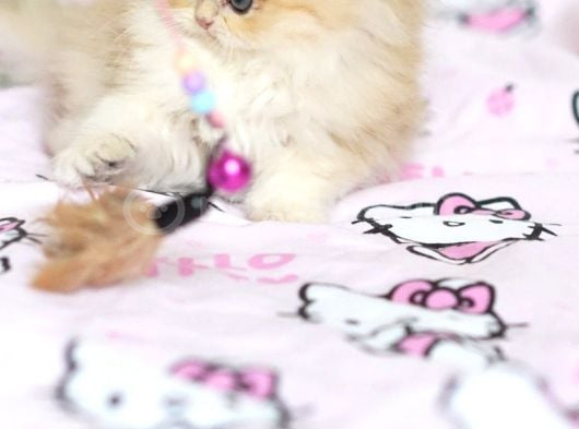British Longhair Safkan Dişi görsel