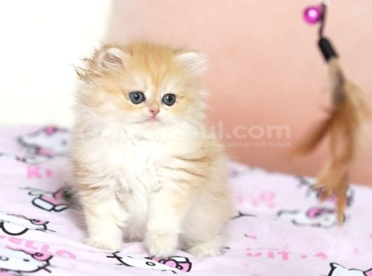 British Longhair Safkan Dişi görsel