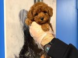 Kore Toy Poodle Bebekleri̇mi̇z