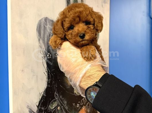 Kore Toy Poodle Bebekleri̇mi̇z görsel