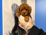 Kore Toy Poodle Bebekleri̇mi̇z