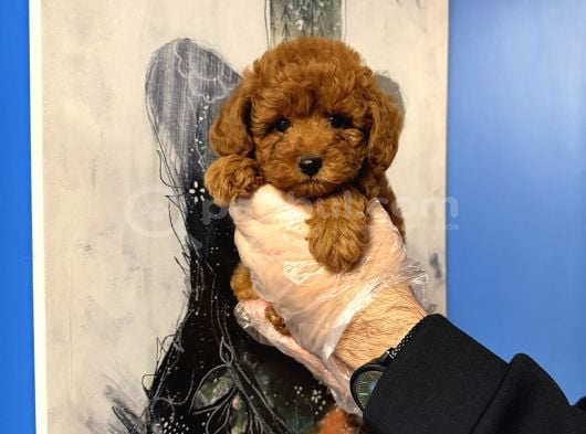 Kore Toy Poodle Bebekleri̇mi̇z görsel