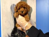 Kore Toy Poodle Bebekleri̇mi̇z