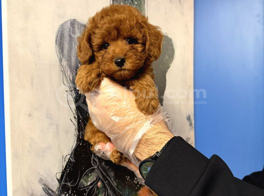 KORE TOY POODLE BEBEKLERİMİZ