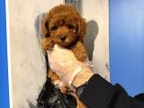 Kore Toy Poodle Bebekleri̇mi̇z
