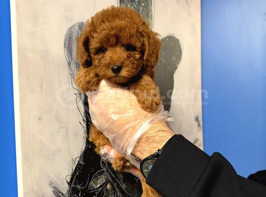 Kore Toy Poodle Bebekleri̇mi̇z görsel