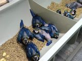 Belgeli̇ Faturali Mi̇kro Çi̇pli̇ Bebek Macaw Yavrumuz