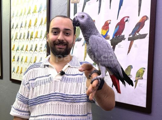 ÜST DÜZEY KONUŞAN TAKLİTÇİ JAKO PAPAĞANI