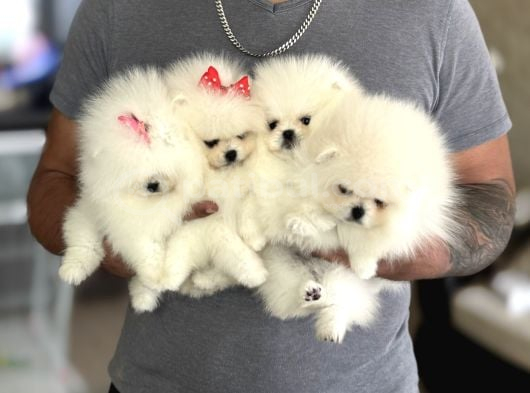 Pomerani̇an Boo Ayiciklar 2 Dişi 2 Erkek