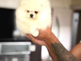 Pomerani̇an Boo Ayiciklar 2 Dişi 2 Erkek