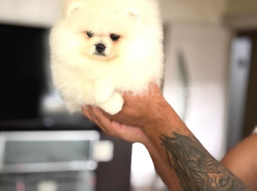 Pomerani̇an Boo Ayiciklar 2 Dişi 2 Erkek görsel
