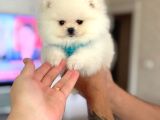 Pomerani̇an Boo Ayiciklar 2 Dişi 2 Erkek