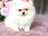 Pomerani̇an Boo Ayiciklar 2 Dişi 2 Erkek