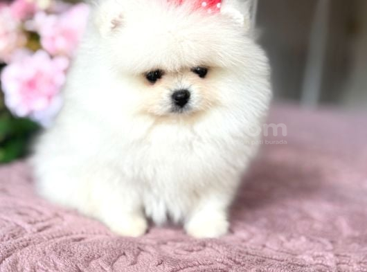 Pomerani̇an Boo Ayiciklar 2 Dişi 2 Erkek görsel