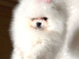 Pomerani̇an Boo Ayiciklar 2 Dişi 2 Erkek