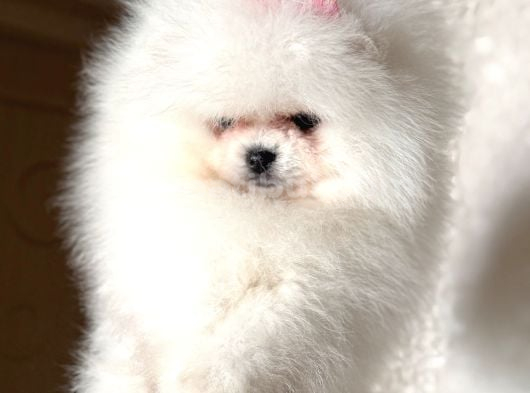 Pomerani̇an Boo Ayiciklar 2 Dişi 2 Erkek görsel