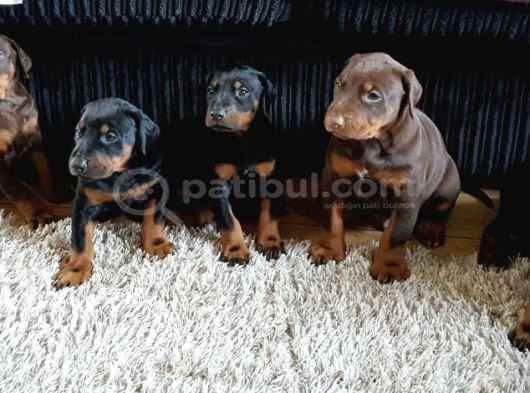 Premium Doberman Yavrulari görsel
