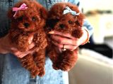 Irkinin En Mükemmeli̇ Kore Kan Poodle Yavrulari