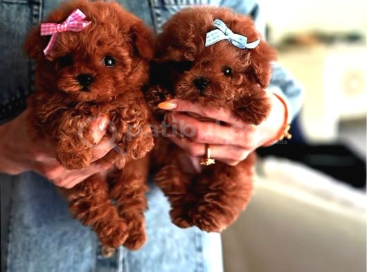 IRKININ EN MÜKEMMELİ KORE KAN POODLE YAVRULARI