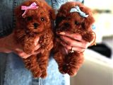 Irkinin En Mükemmeli̇ Kore Kan Poodle Yavrulari
