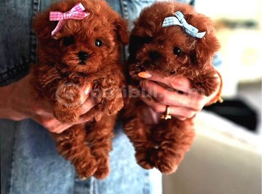 Irkinin En Mükemmeli̇ Kore Kan Poodle Yavrulari görsel