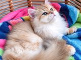 Gerçek Fotoğraflı British Golden Longhair Yavru