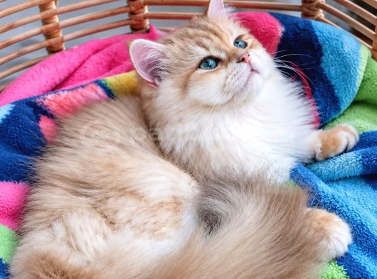 Gerçek Fotoğraflı British Golden Longhair Yavru