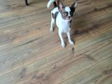 Orjinal Chihuahua Tea Cup Ped Eğitimli