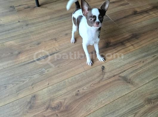 Orjinal Chihuahua Tea Cup Ped Eğitimli