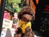 Çikolata Poodle Erkek Oğlumuz