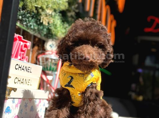 Çikolata Poodle Erkek Oğlumuz