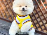 Çiftlikten Pomeranian Yavruları