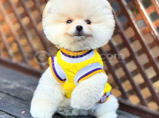 Çiftlikten Pomeranian Yavruları görsel