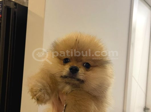 Ayi Surat 2 Aylik Pomeri̇an Boo İç Diş Parazi̇t Aşili görsel