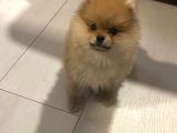 Ayi Surat 2 Aylik Pomeri̇an Boo İç Diş Parazi̇t Aşili