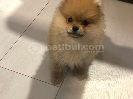 AYI SURAT 2 AYLIK POMERİAN BOO İÇ DIŞ PARAZİT AŞILI