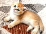 Show Kalite Golden British Shorthair Yavrularımız