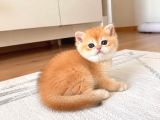 Show Kalite Golden British Shorthair Yavrularımız