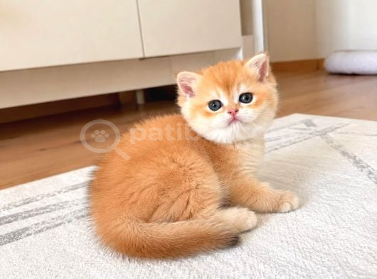 Show Kalite Golden British Shorthair Yavrularımız görsel