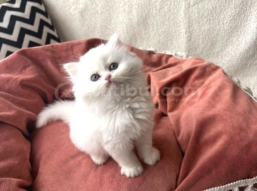 Safkan longhair yavrular