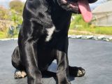Saf Kan Dev Cane Corso Yavrusu