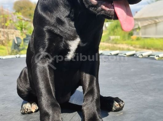 Saf Kan Dev Cane Corso Yavrusu görsel