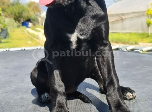 Saf Kan Dev Cane Corso Yavrusu görsel