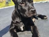 Saf Kan Dev Cane Corso Yavrusu