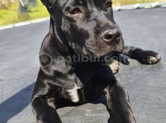 Saf Kan Dev Cane Corso Yavrusu görsel